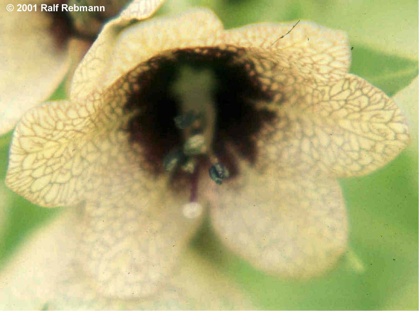 Hyoscyamus niger Bild02